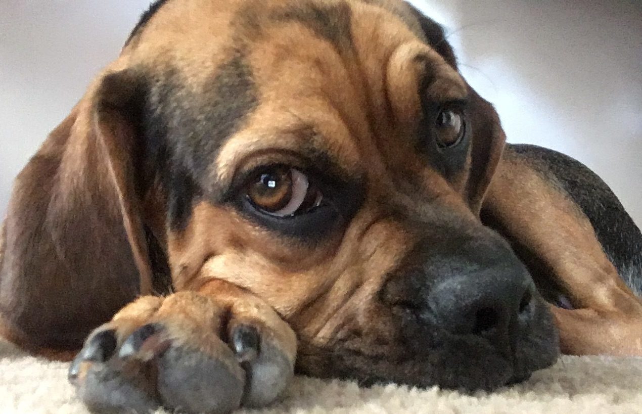 Insurance Specialist for Your Mobile Pet Grooming Business Choice