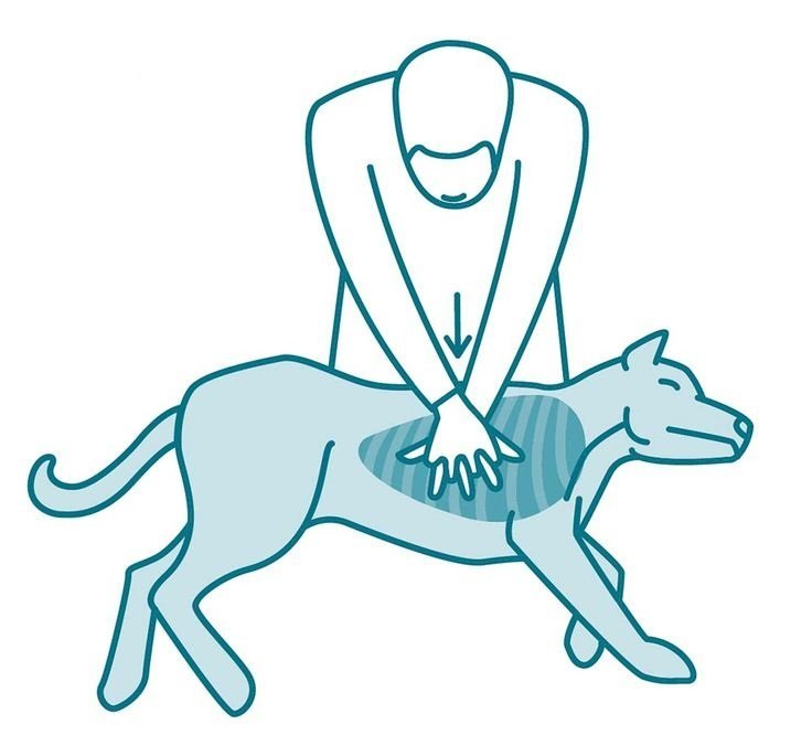 PET CPR Choice Plus Insurance Services, Inc.