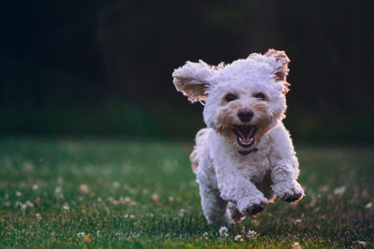 How to start a doggy daycare