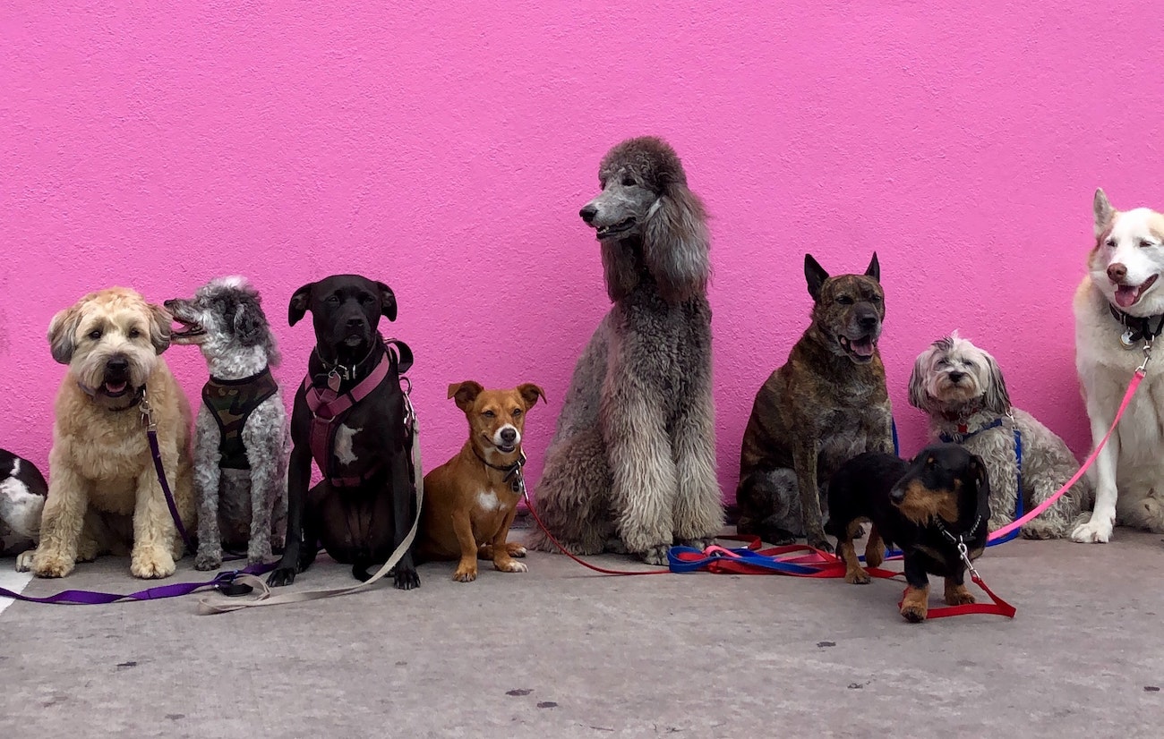 Pet Grooming insurance Choice Plus Insurance Services